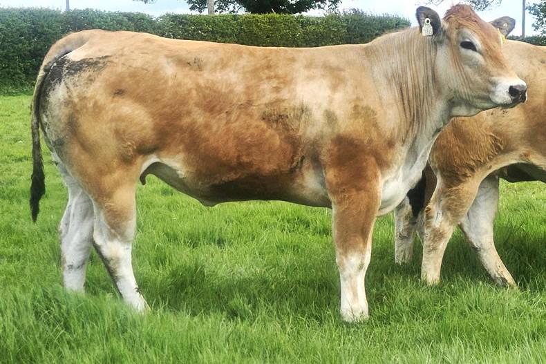Parthenaise Cattle Society to host second online sale Parthenaise Cattle Society to host second online sale