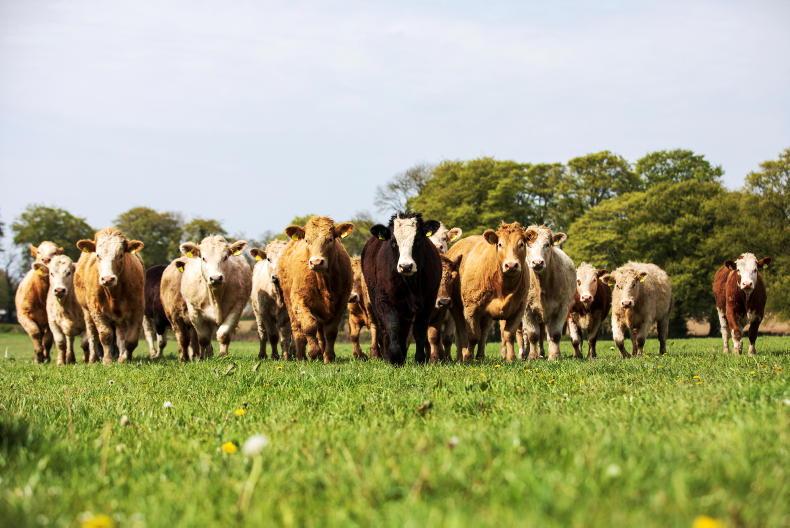 AHDB told to pull meat and dairy ads over emissions claims AHDB told to pull meat and dairy ads over emissions claims