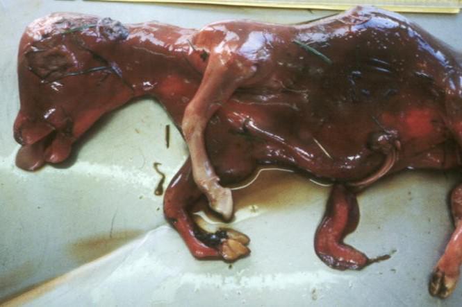 No supply issues foreseen on leptospirosis vaccine No supply issues foreseen on leptospirosis vaccine