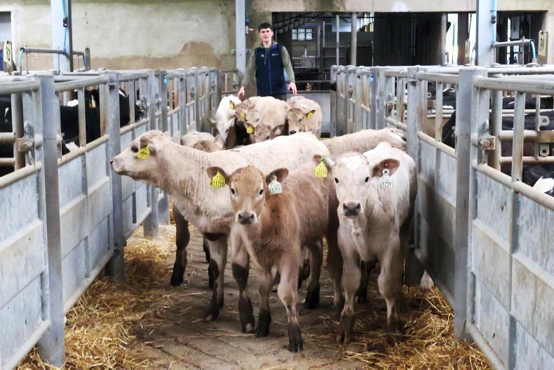 Prices for heifer calves on the up Prices for heifer calves on the up