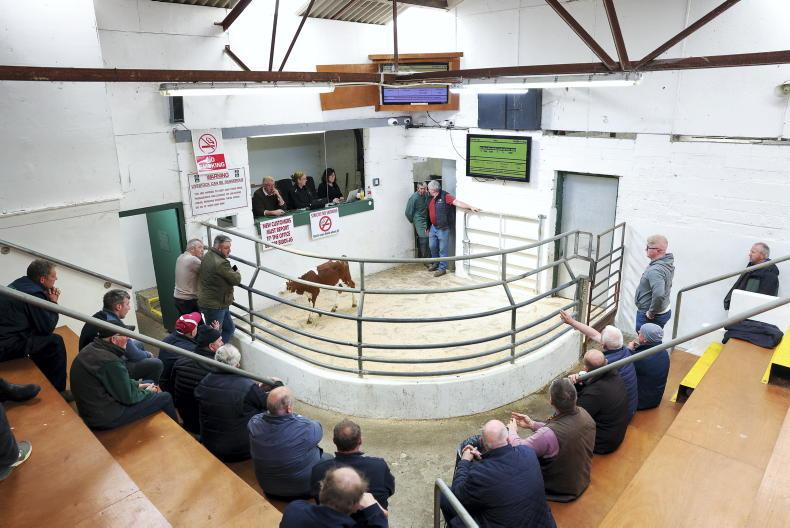 Calf price update: prices falling in line with 2025 levels Calf price update: prices falling in line with 2025 levels