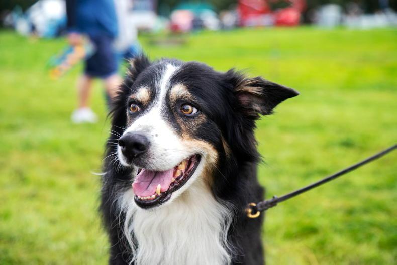Don’t forget man’s best friend in health plans Don’t forget man’s best friend in health plans