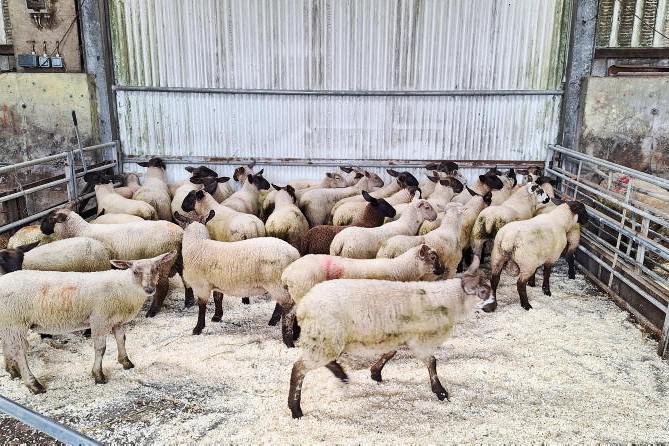 Sheep Management: faecal egg counts and the National Sheep Welfare Scheme Sheep Management: faecal egg counts and the National Sheep Welfare Scheme