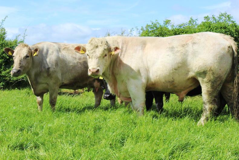 Beef Management: nitrate poisoning, breeding and summer scour Beef Management: nitrate poisoning, breeding and summer scour