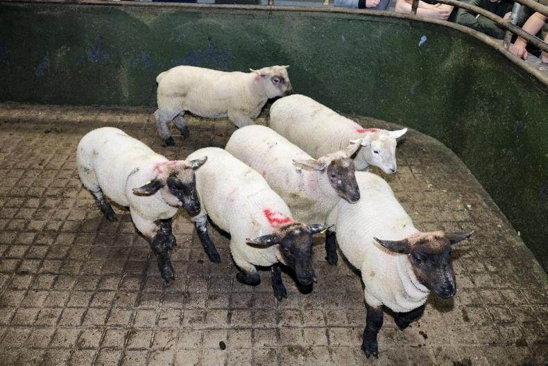 Boost as hoggets fly to Africa Boost as hoggets fly to Africa
