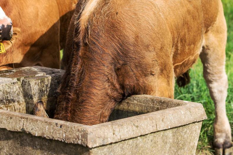 Top tips for managing beef cattle in hot weather Top tips for managing beef cattle in hot weather