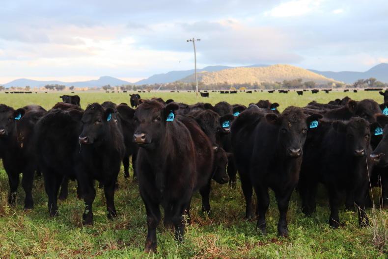 Carving up global beef production – the north-south divide Carving up global beef production – the north-south divide