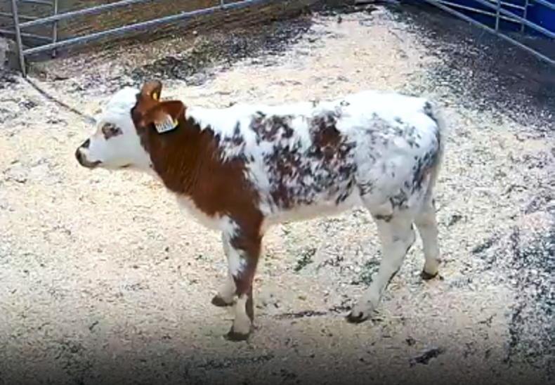 Six-week old Belgian Blue-cross calf sells for €1,180 in Portumna Mart Six-week old Belgian Blue-cross calf sells for €1,180 in Portumna Mart