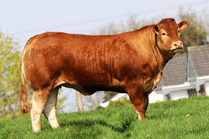 Mouth-watering lots on offer in Baileys Red Ladies Sale Mouth-watering lots on offer in Baileys Red Ladies Sale