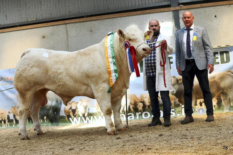 Cavan-bred Charolais bull sells for €11,600 Cavan-bred Charolais bull sells for €11,600