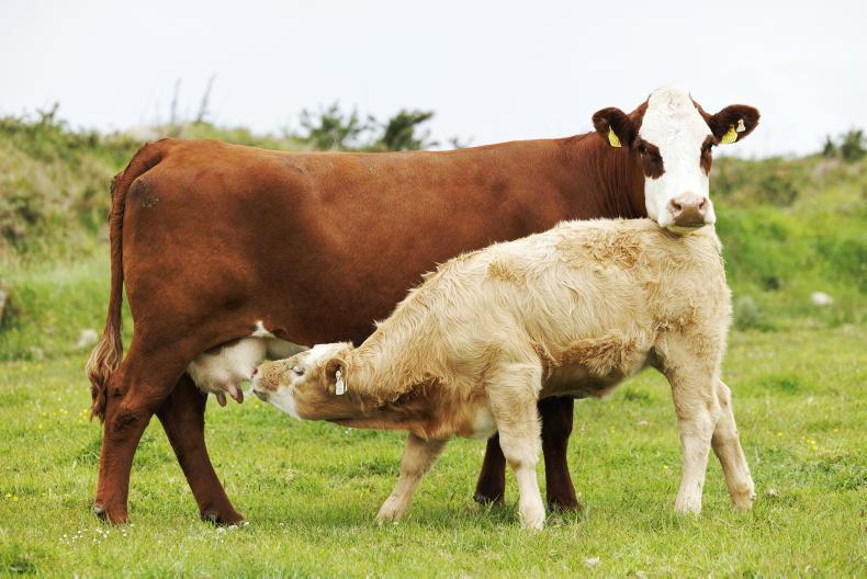 National Genotyping Programme tops the 1m-cow mark National Genotyping Programme tops the 1m-cow mark