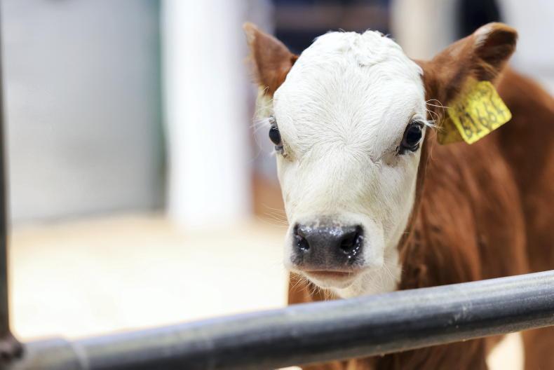 Polish market loss due to bluetongue hits the calf trade Polish market loss due to bluetongue hits the calf trade