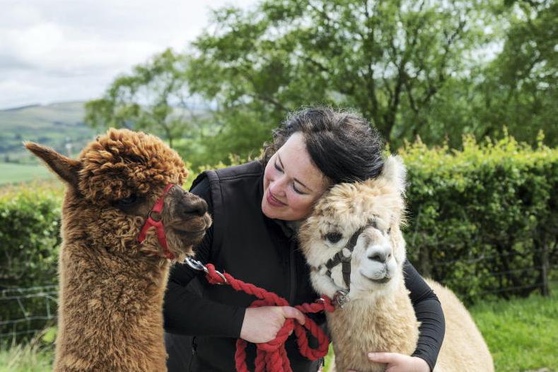 Alpaca your worries away in the Sperrins Alpaca your worries away in the Sperrins