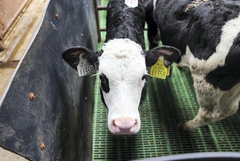 Calf price update: prices stable as numbers taper off Calf price update: prices stable as numbers taper off