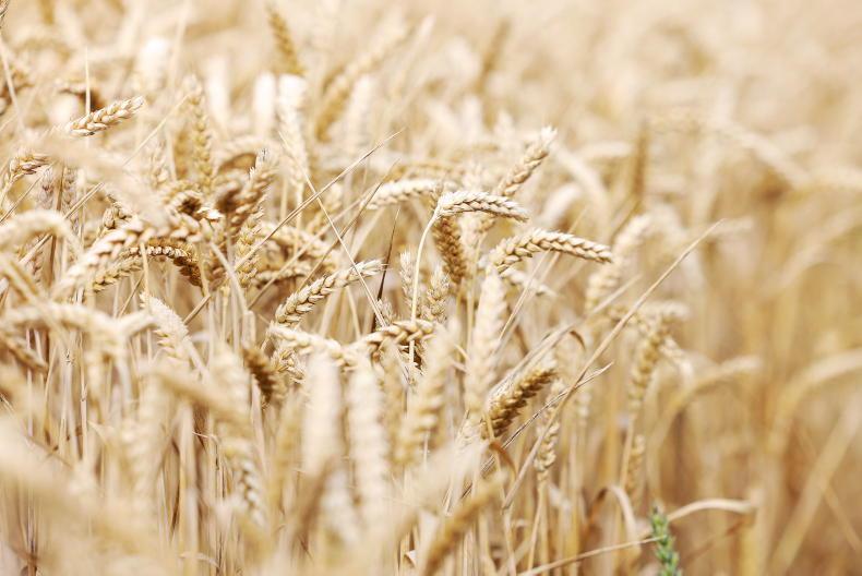 Grain trends: oilseed rape rockets, grain steady Grain trends: oilseed rape rockets, grain steady
