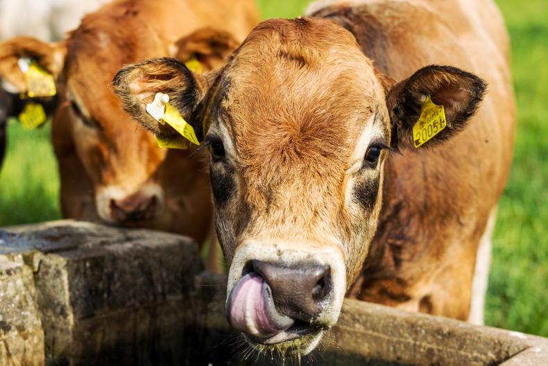 Beef Management: fertilising for second cut, mowing out surplus and heat stress Beef Management: fertilising for second cut, mowing out surplus and heat stress