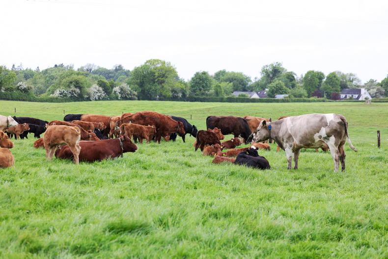 UK imports of Irish beef down in Q1 UK imports of Irish beef down in Q1