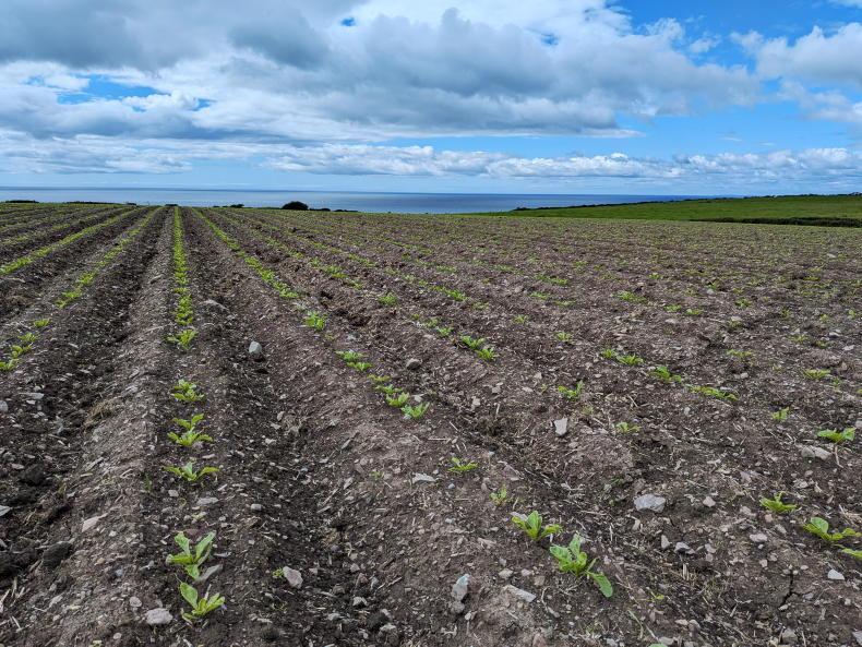 Maize off to a great start as wheat heads out Maize off to a great start as wheat heads out