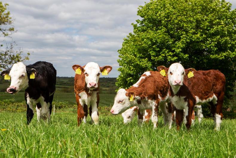 Calf price update: prices shoot up as calf supply squeezes Calf price update: prices shoot up as calf supply squeezes