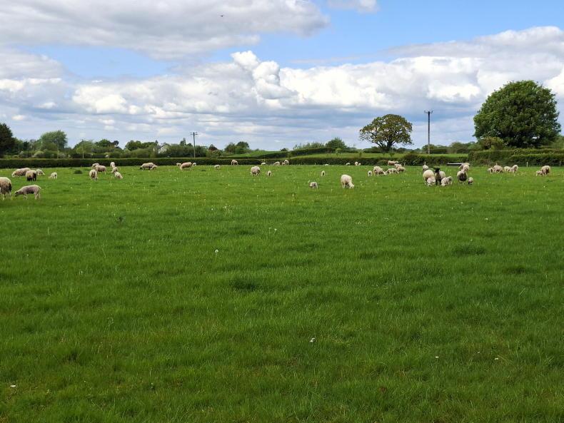 Bluetongue to top Teagasc sheep conference agenda Bluetongue to top Teagasc sheep conference agenda