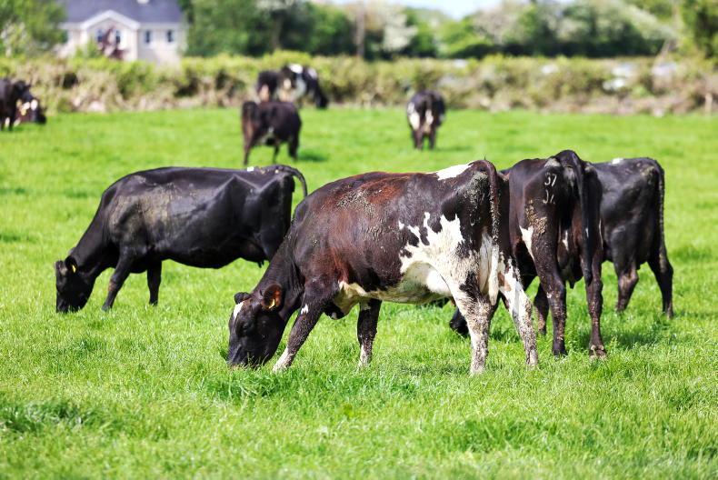 Milk league: bottom for Lakeland and Tirlán Milk league: bottom for Lakeland and Tirlán
