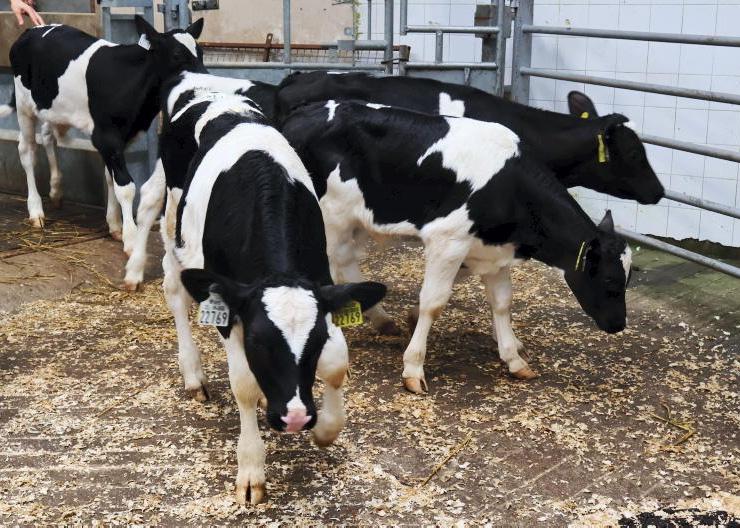 Record Friesian calf prices as supply falls off Record Friesian calf prices as supply falls off