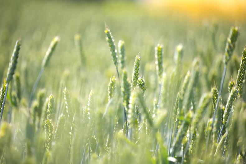 Grain Trends: prices back with lack of news Grain Trends: prices back with lack of news