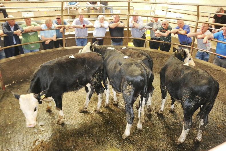MartBids Database: another challenging week for bull weanlings MartBids Database: another challenging week for bull weanlings