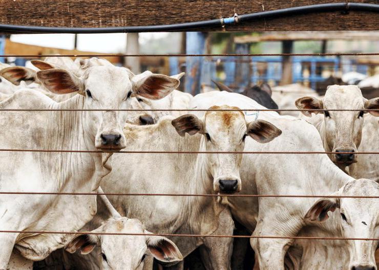 Brazil scrambles to meet EU beef rules Brazil scrambles to meet EU beef rules