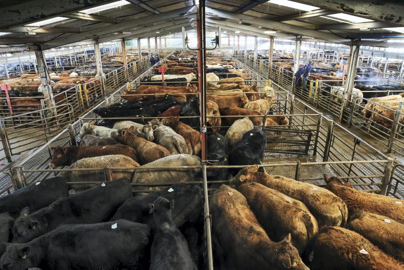 Heifers meet a sharper trade then bullocks in Roscrea Mart Heifers meet a sharper trade then bullocks in Roscrea Mart
