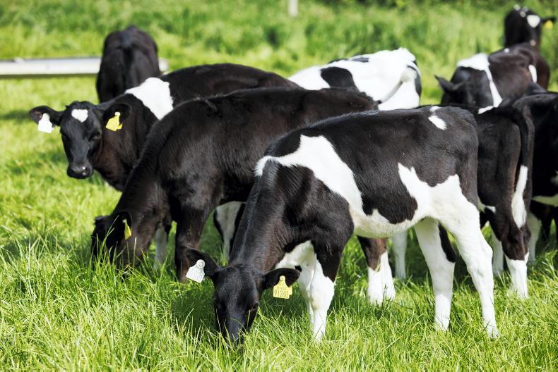 Dairy Management: setting heifer calves up for a good summer Dairy Management: setting heifer calves up for a good summer