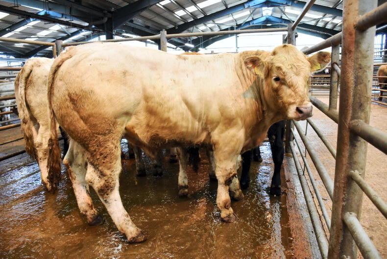Weanling trade holds firm at Enniskillen Weanling trade holds firm at Enniskillen