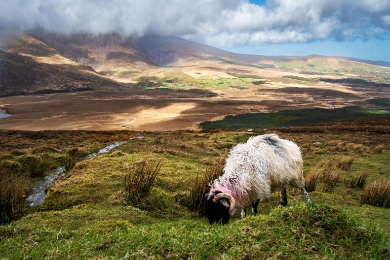 New CAP programme must address land designations, says INHFA New CAP programme must address land designations, says INHFA