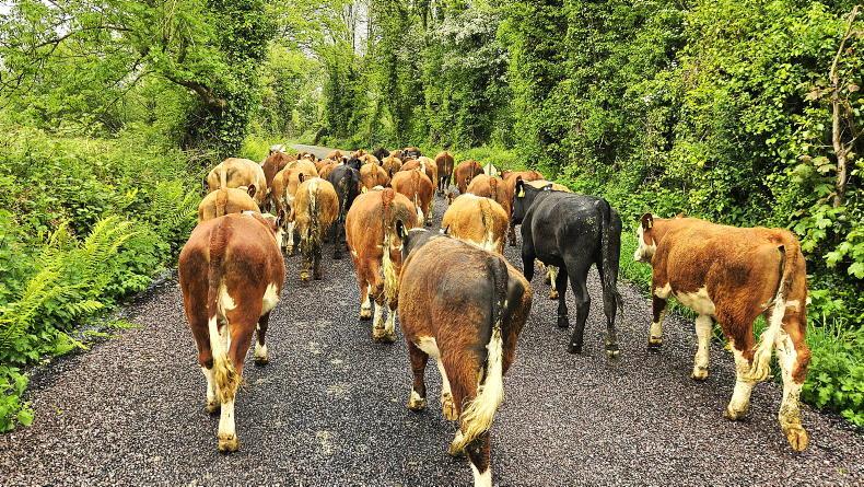 Farmer Writes: the first three weeks of breeding done Farmer Writes: the first three weeks of breeding done