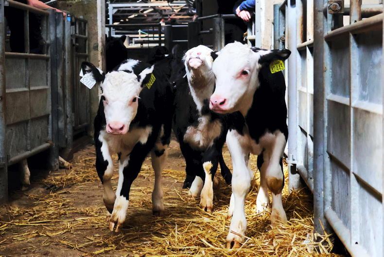 Average calf prices up to €120 above levels seen in 2025 Average calf prices up to €120 above levels seen in 2025