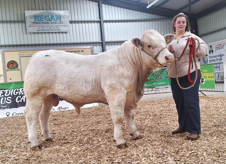 Watch: Debutant Charolais breeder tops Carrick at €7,700 Watch: Debutant Charolais breeder tops Carrick at €7,700