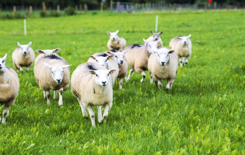 Teagasc National Sheep Conference 2026 Teagasc National Sheep Conference 2026
