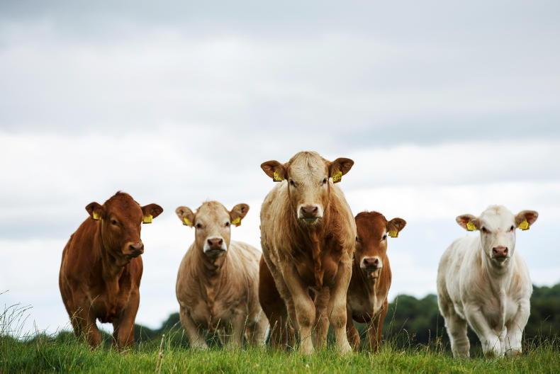 Feeding plans to maximise sale value Feeding plans to maximise sale value