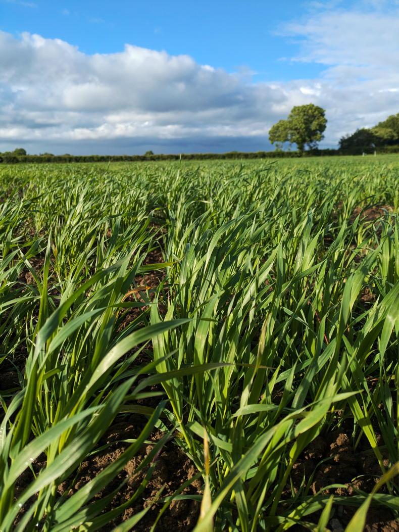 Head sprays on wheat as beans flower Head sprays on wheat as beans flower