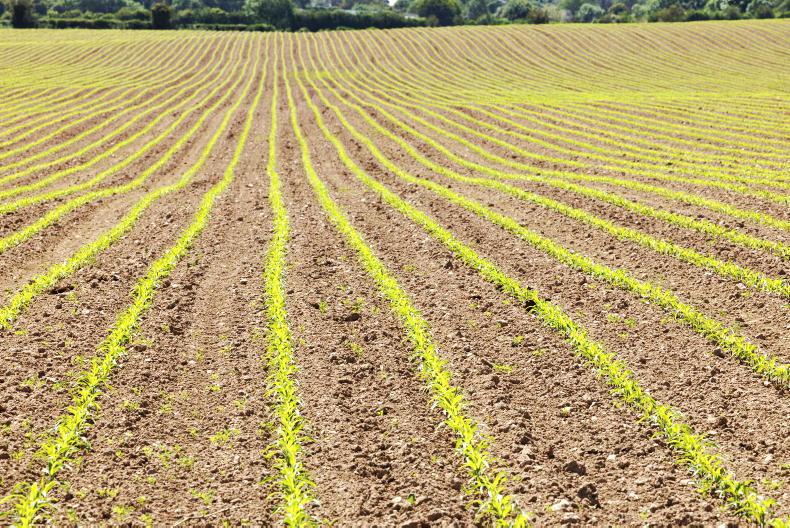 Tillage Management: final fungicides on spring barley Tillage Management: final fungicides on spring barley