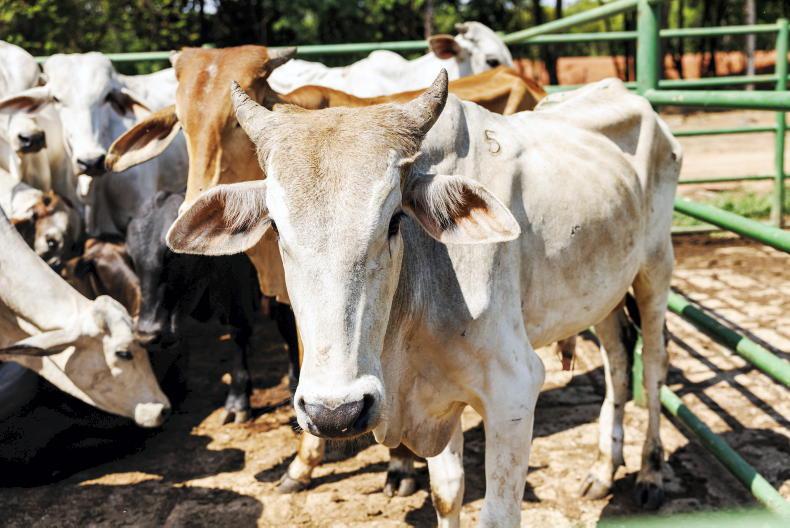 Brazil cannot meet EU beef safety deadline, former EFSA chair warns Brazil cannot meet EU beef safety deadline, former EFSA chair warns