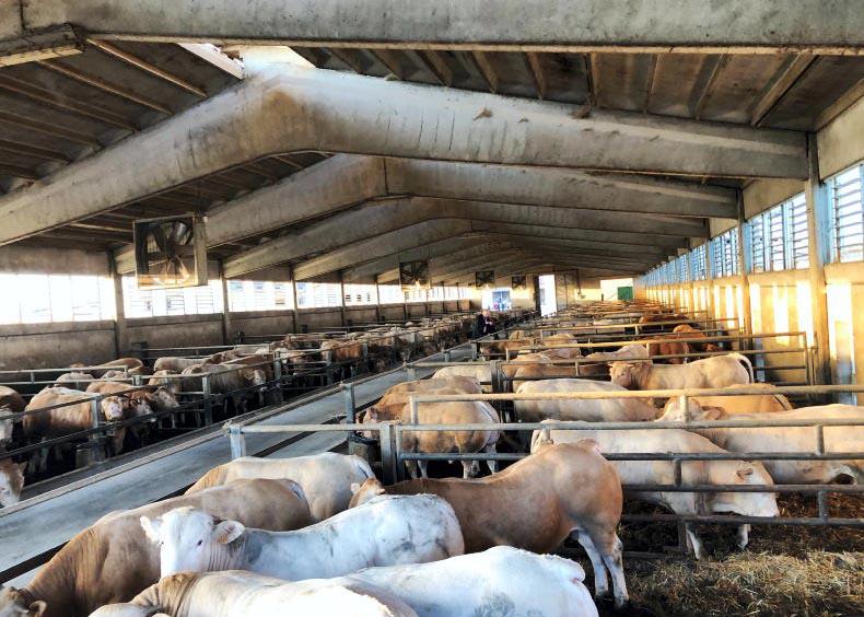 Positive prospects for live export weanling trade Positive prospects for live export weanling trade