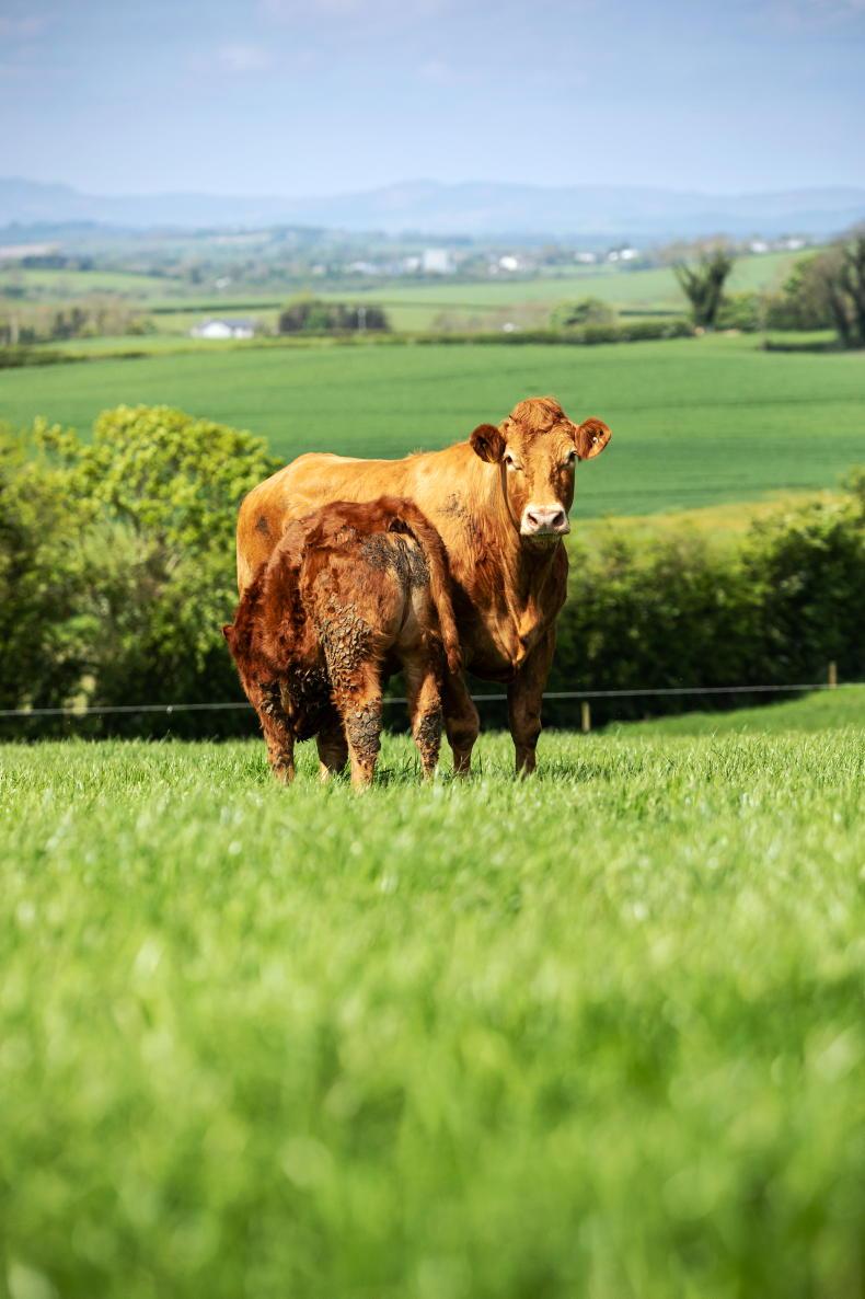 Safeguarding suckler payments and maximising weanling value Safeguarding suckler payments and maximising weanling value