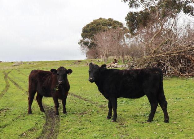 Aussie beef farmer kicking on Aussie beef farmer kicking on