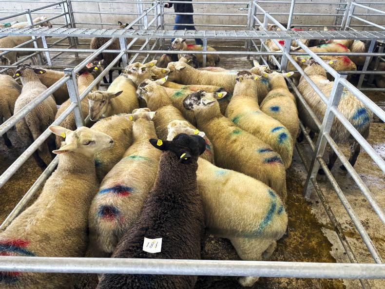 Buoyant trade for spring lambs in Ballina Buoyant trade for spring lambs in Ballina