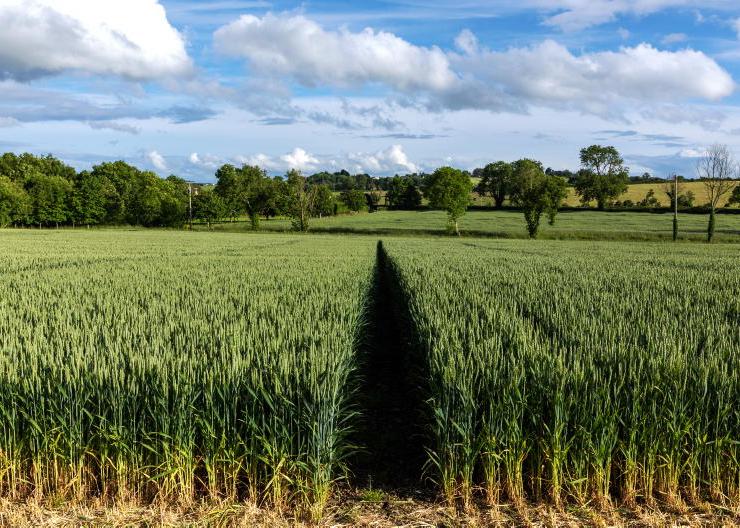 Grain trends: Wheat back, oilseed rape holding Grain trends: Wheat back, oilseed rape holding