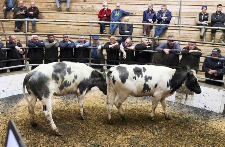 MartBids analysis: more stability in heifers MartBids analysis: more stability in heifers