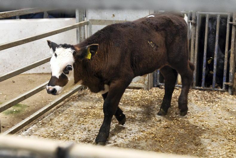 In pictures: plenty of life in Kilmallock calf trade In pictures: plenty of life in Kilmallock calf trade