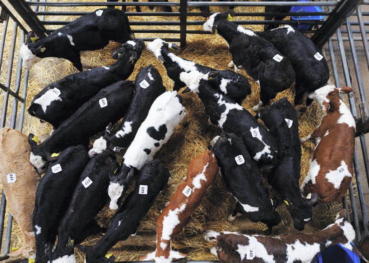 ‘Phenomenal’ money for calves this year ‘Phenomenal’ money for calves this year