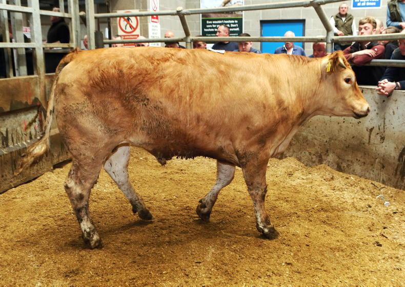 Beef finishers need a steady market Beef finishers need a steady market